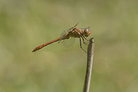 Sympetrum meridionale Sympetrum meridionale, adult male<br />
<br />
adult female here:<br />
https://www.jungledragon.com/image/67123/sympetrum_meridionale.html<br />
<br />
Female in flight:<br />
https://www.jungledragon.com/image/121922/sympetrum_meridionale.html Libellulidae,Southern Darter,Sympetrum meridionale,anisoptera,arthropoda,biodiversity,dragonfly,insecta,insects,odonata,summer
