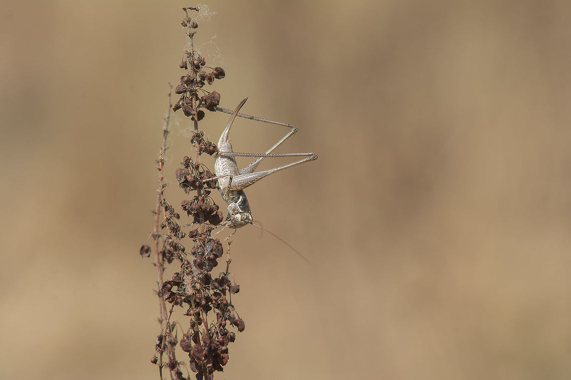 Pterolepis sp. Pterolepis sp.<br />
ID in progress. Orthoptera,biodiversity,crickets,ensifera,insects