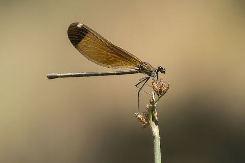 End of line Calopteryx haemorrhoidalis, old female. Note the discoloration/pruinosis in the last segments of the abdominal region. 
I spent almost half an hour attempting some high speed shots in a windy day with the subject in front of a dark background. Although the scene appears to be very serene the conditions were very harsh ;)

Nikon Nikkor 80-200mm 4.5 @ 200mm | f/8 | 12mm Ext Calopteryx haemorrhoidalis,Copper demoiselle