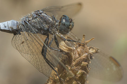 Orthetrum coerulescens Orthetrum coerulescens, adult (old male). 
Nikon Nikkor 50mm 1.8 @ f/5.6 | | 1/400s | ISO 200 | 12mm Extension.
A quick set for a quick shot. The approach to the subject is everything. Keeled Skimmer,Orthetrum coerulescens