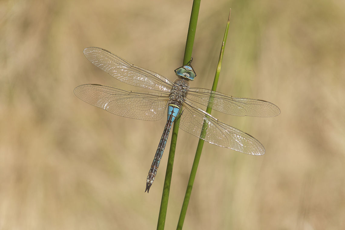 Male colors Anax parthenope, androchrome adult female. Anax parthenope,Lesser emperor