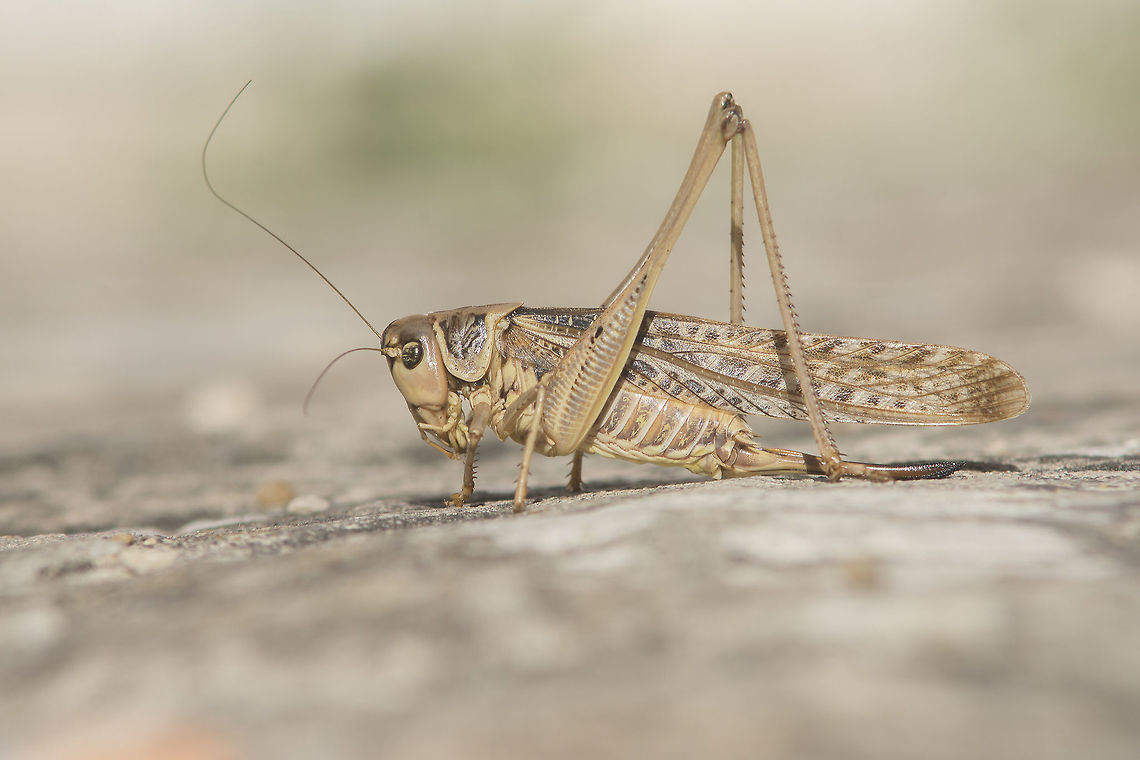 Decticus albifrons Decticus albifrons, adult female. Decticus albifrons,White Forehead Dectic
