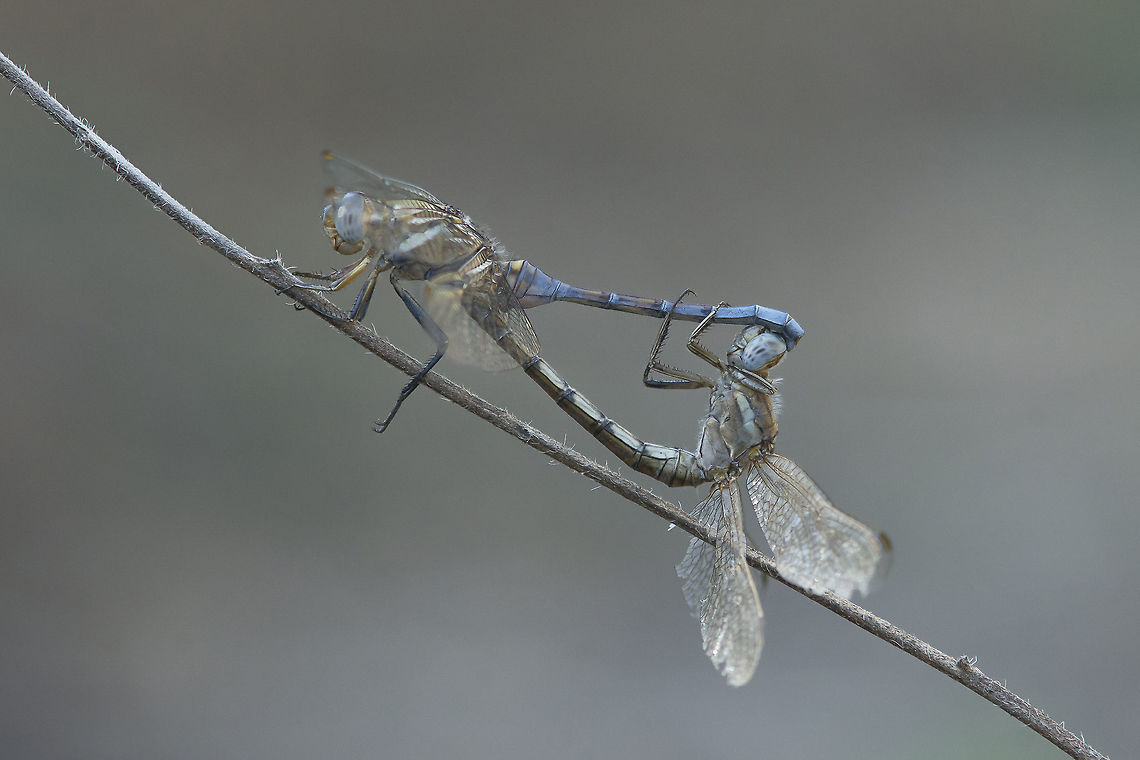 Sun sets in the shade Orthetrum chrysostigma, mating wheel. <br />
In this time of the year they are in great numbers, near the water and across the fields.<br />
Something moved in the shadow, and there they were. <br />
I believe I have hundreds of photos of this species, but this one moves me deeply.<br />
So challenging.<br />
<br />
Nikon Nikkor 80-200mm 4.5 @200mm | f/8 | 12mm Extension Epaulet skimmer,Orthetrum chrysostigma
