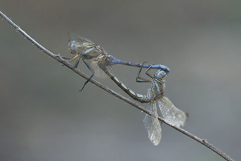 Sun sets in the shade Orthetrum chrysostigma, mating wheel. 
In this time of the year they are in great numbers, near the water and across the fields.
Something moved in the shadow, and there they were. 
I believe I have hundreds of photos of this species, but this one moves me deeply.
So challenging.

Nikon Nikkor 80-200mm 4.5 @200mm | f/8 | 12mm Extension Epaulet skimmer,Orthetrum chrysostigma