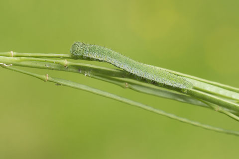 Anthocaris cardamines Anthocaris cardamines, larvae. Anthocharis cardamines,Orange tip