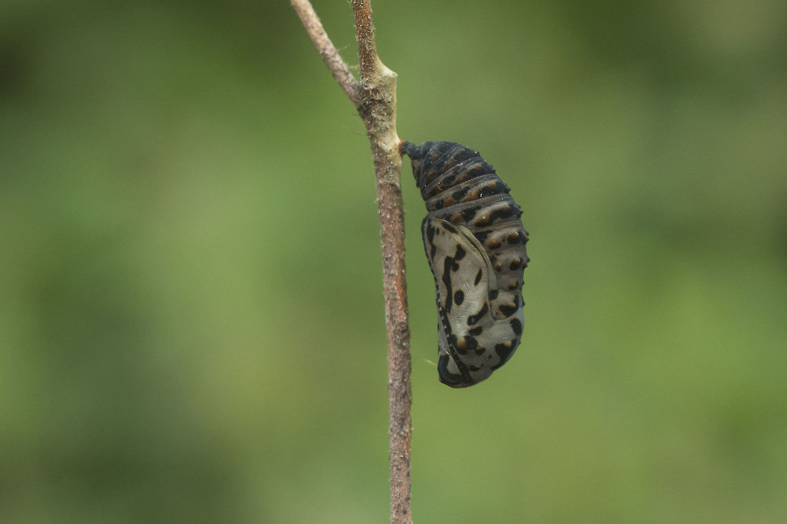 Euphydryas aurinia Euphydryas aurinia Euphydryas aurinia,Marsh fritillary