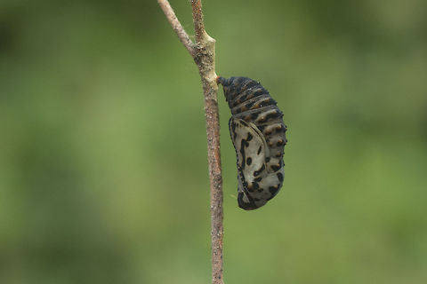 Euphydryas aurinia Euphydryas aurinia Euphydryas aurinia,Marsh fritillary