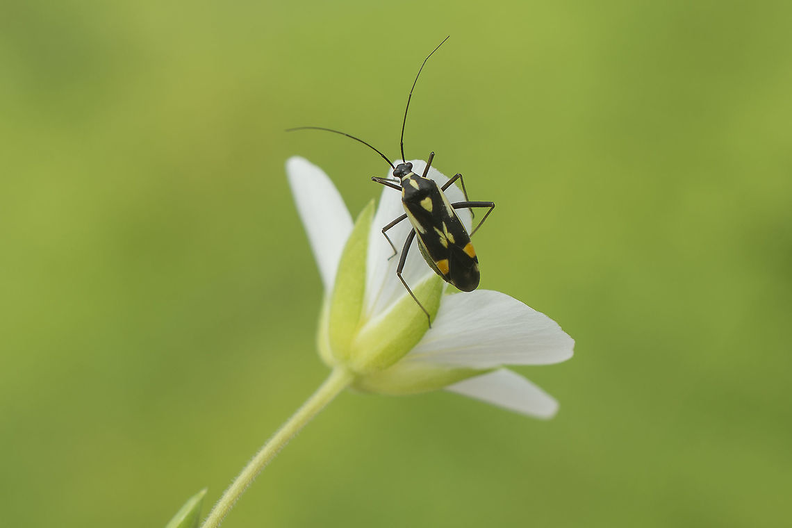 Grypocoris stysi Grypocoris stysi and G. sexguttatus have been confused and mixed-up historically, so older records have to be interpreted with care. The current status in Fauna Europaea (2016-11 but last updated in 2011) would have stysi occurring in Spain and sexguttatus in Portugal, but both not vice versa.<br />
That makes this photo not only the first species record for Portugal on the JD site (and for the site as a whole), but also probably the first &quot;published&quot; record for Portugal for science ;o) Grypocoris stysi,Heteroptera,Miridae,Portugal