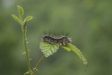 Euproctis similis Euproctis similis, larvae. Euproctis similis,Yellow-tail