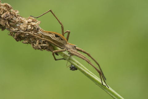 Pisaura mirabilis Pisaura mirabilis Nursery web spider,Pisaura mirabilis