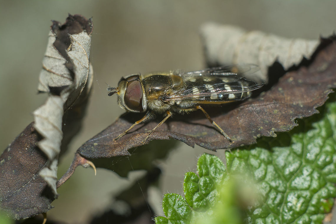 Scaeva pyrastri Scaeva pyrastri Scaeva pyrastri