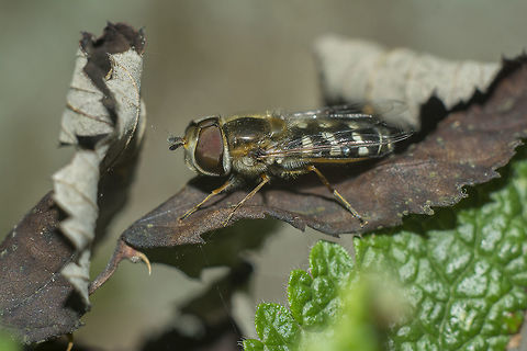 Scaeva pyrastri Scaeva pyrastri Scaeva pyrastri