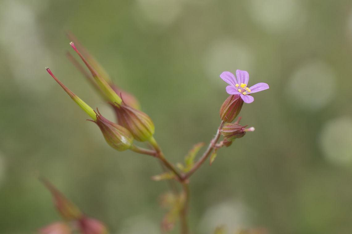 Geranium purpureum Geranium purpureum<br />
<br />
<a href="http://flora-on.pt/#/1geranium+purpureum" rel="nofollow">http://flora-on.pt/#/1geranium+purpureum</a> Geranium purpureum