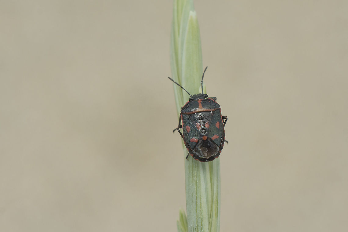 Eurydema herbacea Eurydema herbacea Eurydema herbacea,Strachiini