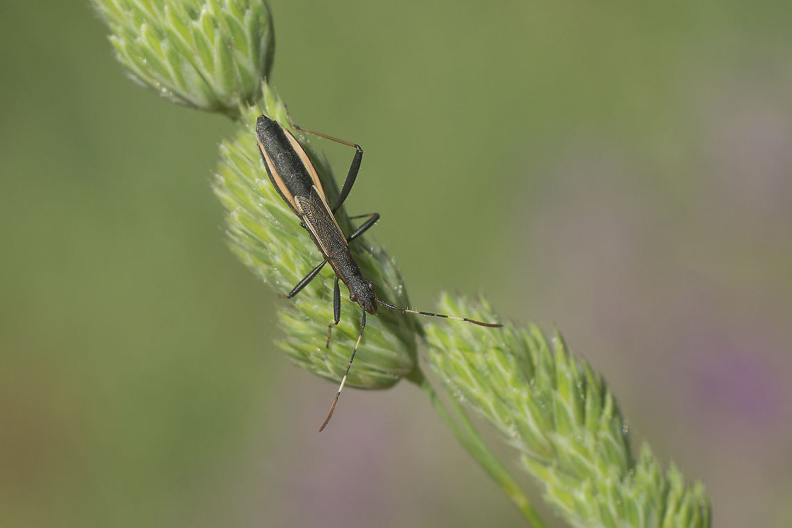 Micrelytra fossularum Micrelytra fossularum, without two legs :(<br />
<br />
<a href="http://naturdata.com/Micrelytra-fossularum-27618.htm" rel="nofollow">http://naturdata.com/Micrelytra-fossularum-27618.htm</a><br />
<figure class="photo"><a href="https://www.jungledragon.com/image/44078/micrelytra_fossularum.html" title="Micrelytra fossularum"><img src="https://s3.amazonaws.com/media.jungledragon.com/images/2527/44078_thumb.jpg?AWSAccessKeyId=05GMT0V3GWVNE7GGM1R2&Expires=1770854410&Signature=7J0Lqk4sNoJ40rvEbg5CObtyEoU%3D" width="200" height="134" alt="Micrelytra fossularum Micrelytra fossularum Micrelytra fossularum" /></a></figure> Micrelytra fossularum