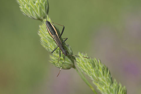 Micrelytra fossularum Micrelytra fossularum, without two legs :(

http://naturdata.com/Micrelytra-fossularum-27618.htm
https://www.jungledragon.com/image/44078/micrelytra_fossularum.html Micrelytra fossularum