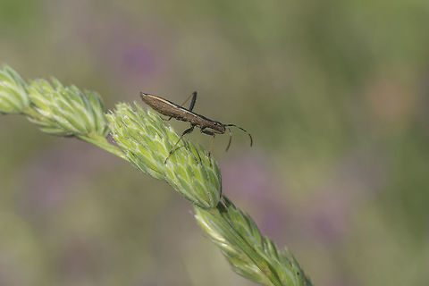 Micrelytra fossularum Micrelytra fossularum Micrelytra fossularum