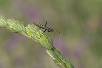 Micrelytra fossularum Micrelytra fossularum Micrelytra fossularum