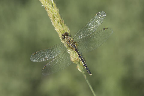 Diplacodes lefebvrii Diplacodes lefebvrii, adult female. Top view Black Percher,Diplacodes lefebvrii