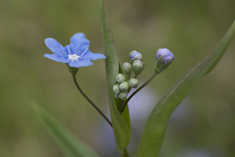 Omphalodes nitida Omphalodes nitida Omphalodes nitida