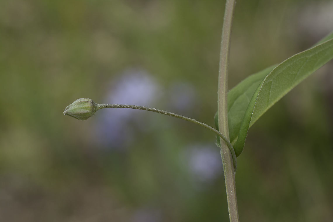 Omphalodes nitida Omphalodes nitida Omphalodes nitida