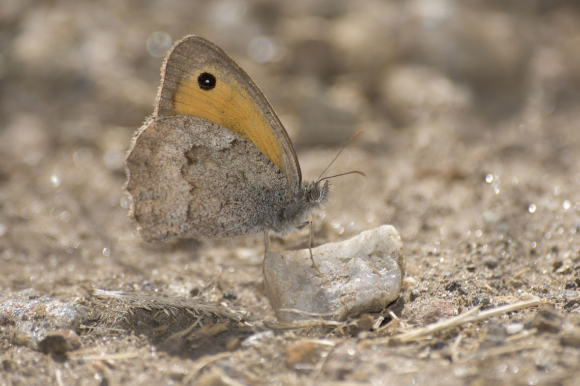 Hyponephele lycaon Hyponephele lycaon Hyponephele lycaon