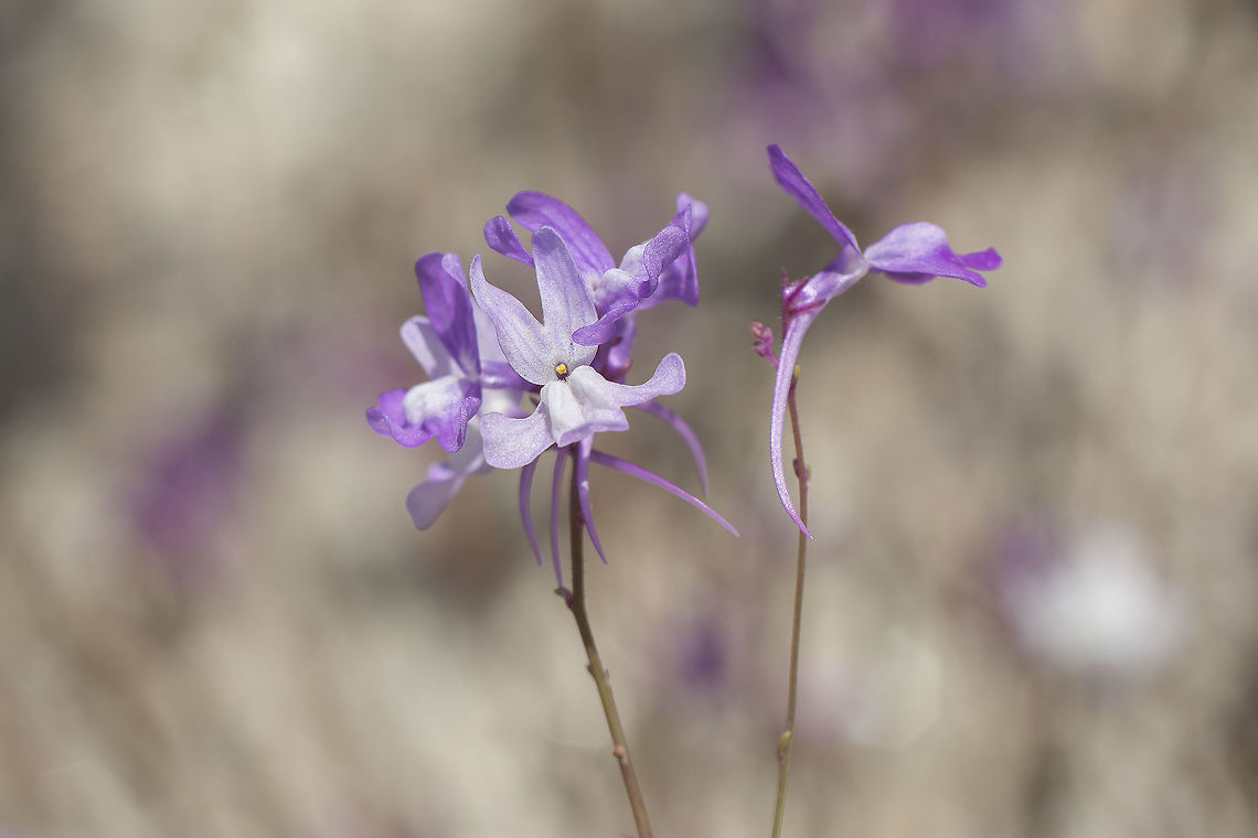 Linaria elegans Linaria elegans Linaria elegans