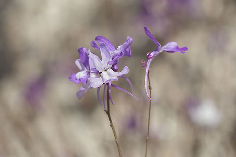 Linaria elegans