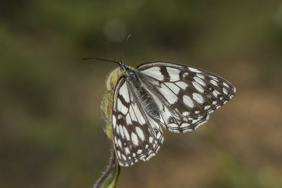 Melanargia ines Melanargia ines. Although it is not the better shot of the top of its wings, this is the only decent photo I have. And I remember I was a little bit greedy, and lazy at the same time. My macro set was attached, and I have risked a close up shot. The weather conditions were not that good, the sky was clouded, raining from time to time. I took my chance with this settings because I was capturing some beetles in close up mode. I did only one shot, the only photo I have of this specimen with its wings opened.<br />
<br />
Nikon Nikkor 50mm 1.8 | f/5.6~8 | 12mm Extension | Flash Melanargia ines