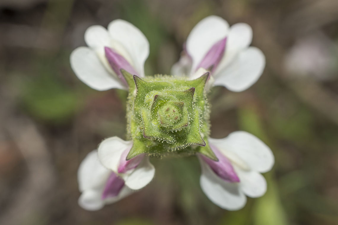 Bartsia trixago Bartsia trixago Bartsia trixago,Flower-of-gold