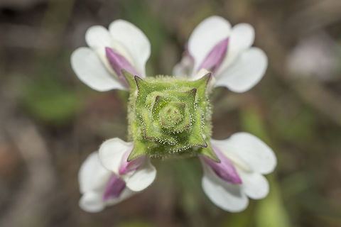 Bartsia trixago Bartsia trixago Bartsia trixago,Flower-of-gold