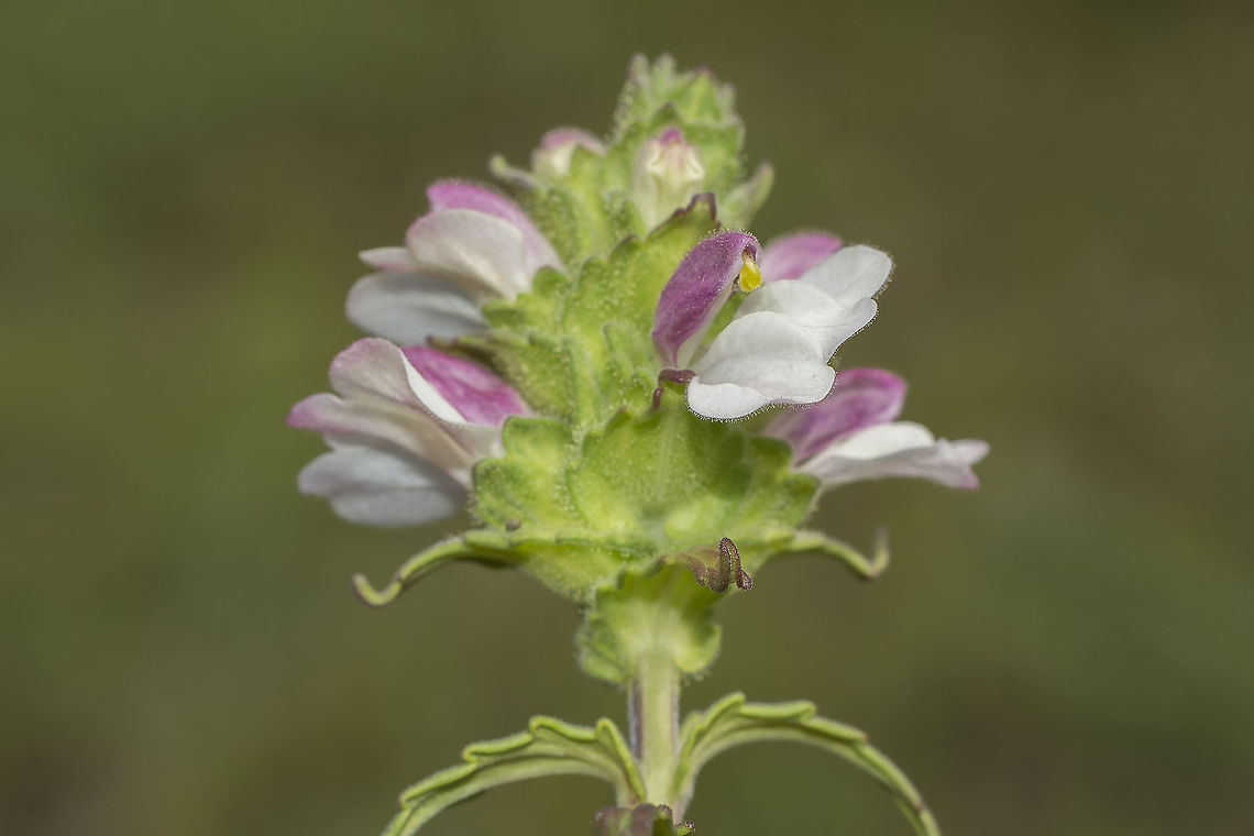 Bartsia trixago Bartsia trixago Bartsia trixago,Flower-of-gold