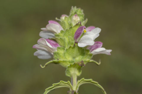 Bartsia trixago Bartsia trixago Bartsia trixago,Flower-of-gold
