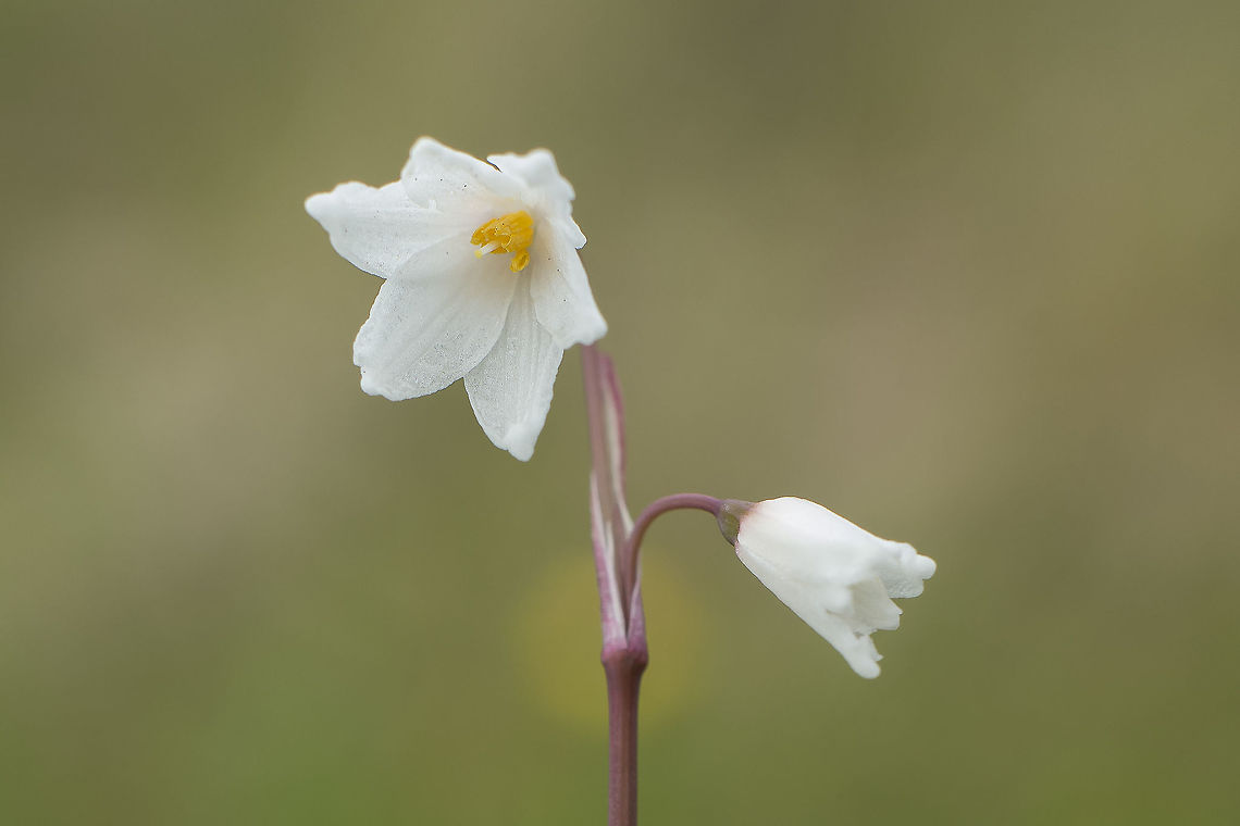 Acis autumnalis Acis autumnalis, former Leucojum autumnale Acis autumnalis,Bells-of-fall