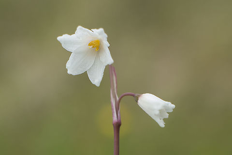 Acis autumnalis Acis autumnalis, former Leucojum autumnale Acis autumnalis,Bells-of-fall