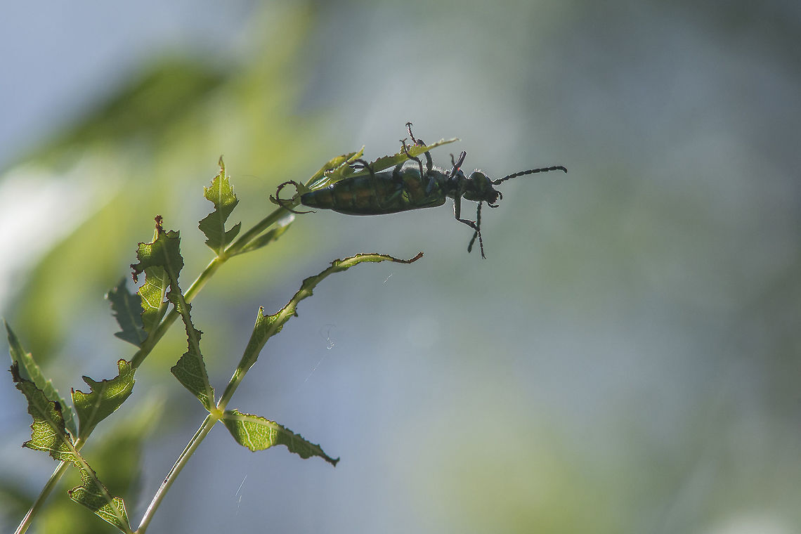 Height's crop Lytta vesicatoria. They were by the hundreds on the top of a tree while I was attempting some in flight shots due to their activity with no results whatsoever. Lytta vesicatoria,Spanish fly