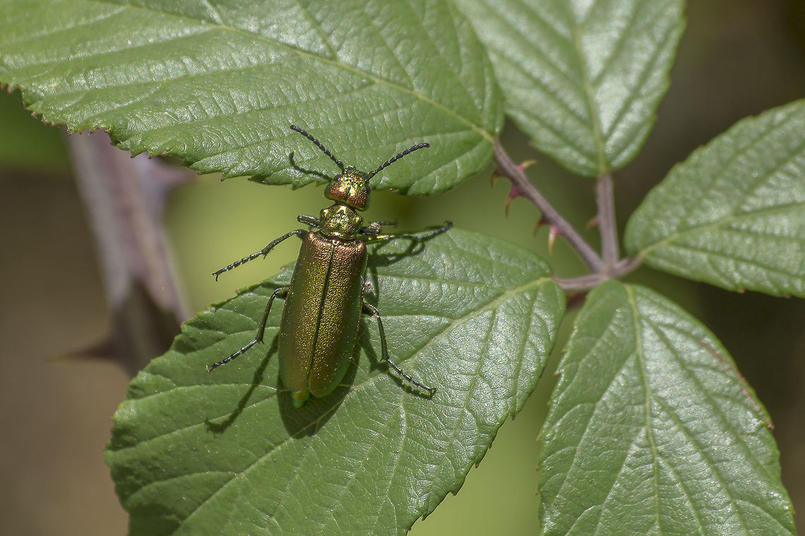 Lytta vesicatoria Lytta vesicatoria, surely an interesting beetle. <br />
<br />
&quot;Cantharidin, the principal active component in preparations of Lytta vesicatoria-derived Spanish fly, was first isolated and named in 1810 by Pierre Robiquet, a French chemist living in Paris,[citation needed] who demonstrated that it was the principle responsible for the aggressively blistering properties of this insect&#039;s egg coating; toxicity comparable in degree to that of the most violent poisons known in the 19th century, such as strychnine, was asserted.&quot; Lytta vesicatoria,Spanish fly