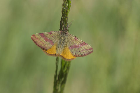 Lythria purpuraria Lythria purpuraria Lythria purpuraria