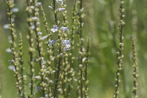 Anarrhinum bellidifolium Anarrhinum bellidifolium Anarrhinum bellidifolium,Macer&oacute;via