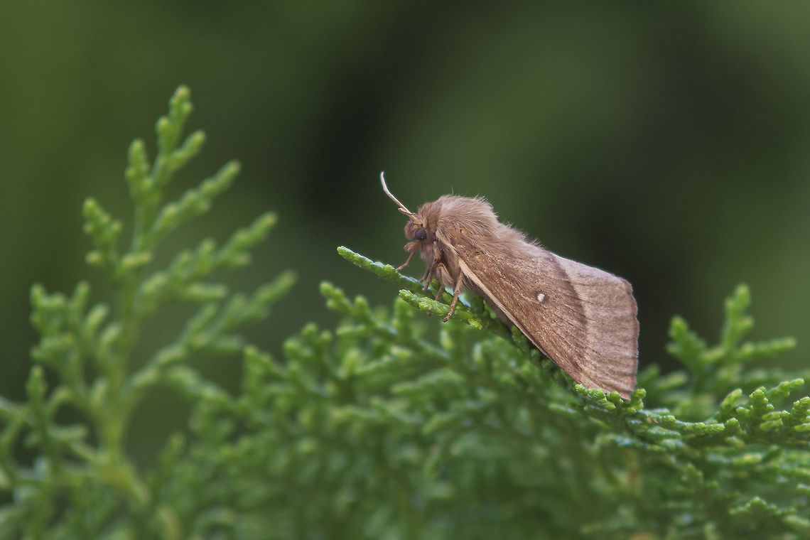 Lasiocampa quercus Lasiocampa quercus Lasiocampa quercus,Oak Eggar