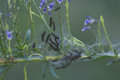 Melitaea deione Melitaea deione on Anarrhinum longipedicellatum Melitaea deione,Provençal Fritillary