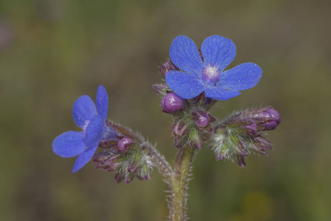 Anchusa azurea Anchusa azurea Anchusa azurea
