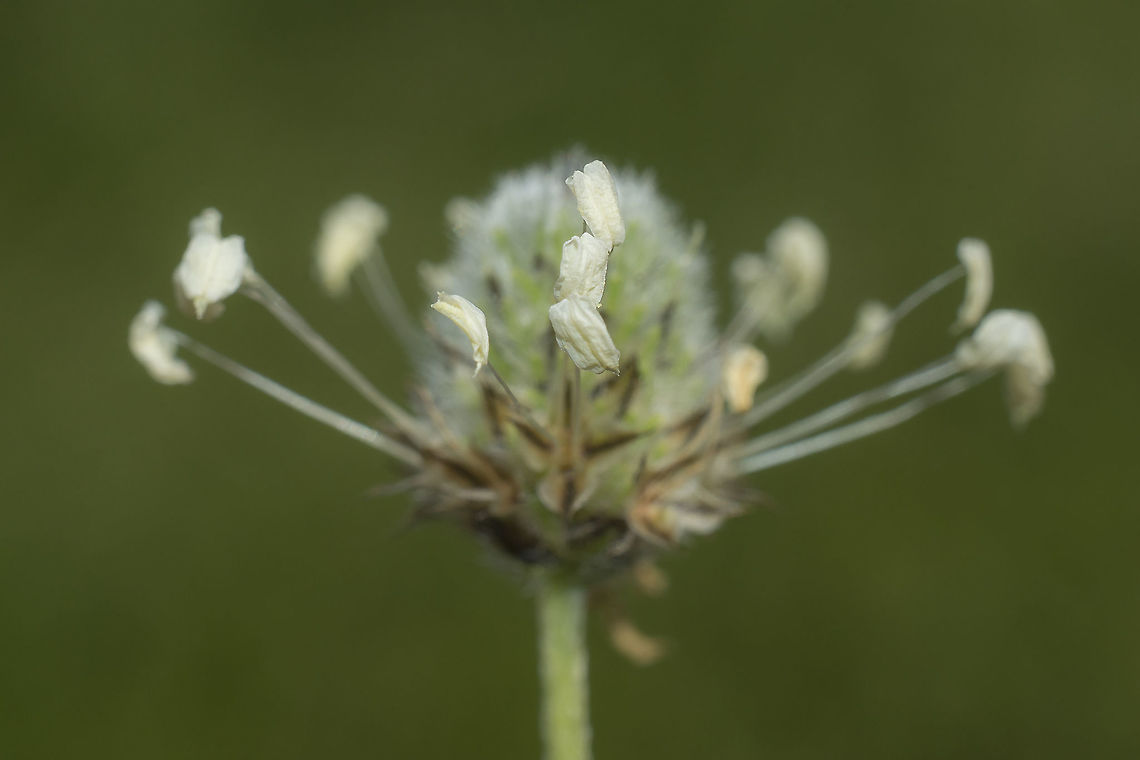 Plantago lagopus Plantago lagopus Plantago lagopus