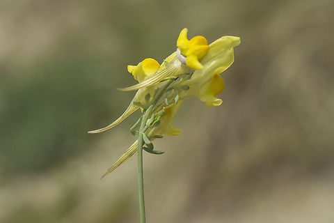 Linaria polygalifolia ssp. polygalifolia