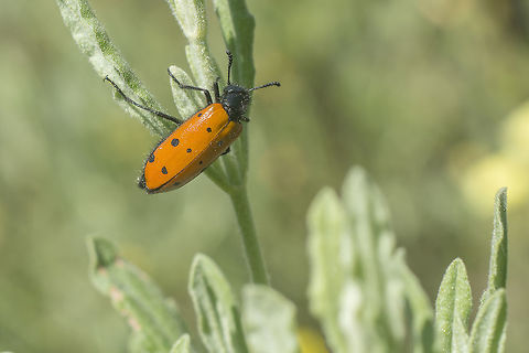 Hycleus duodecimpunctatus
