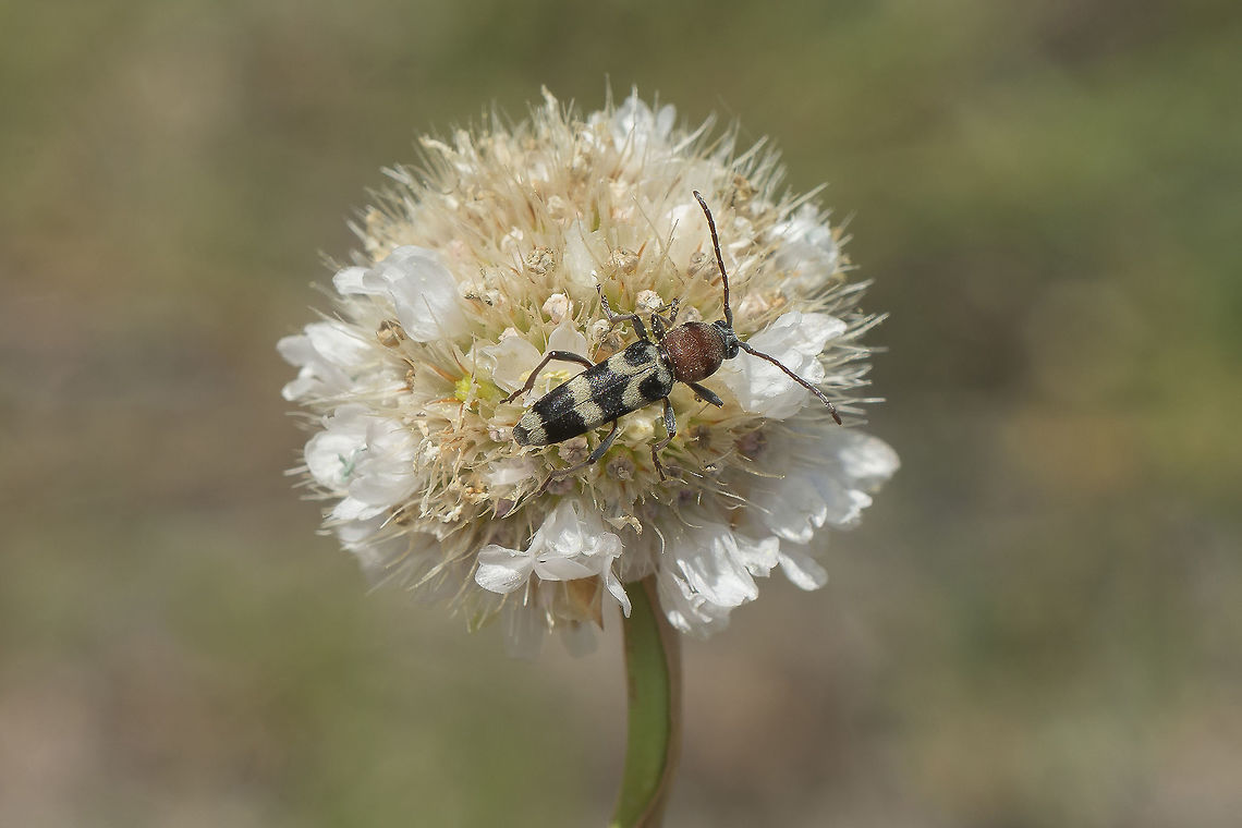 Chlorophorus trifasciatus Chlorophorus trifasciatus Chlorophorus trifasciatus
