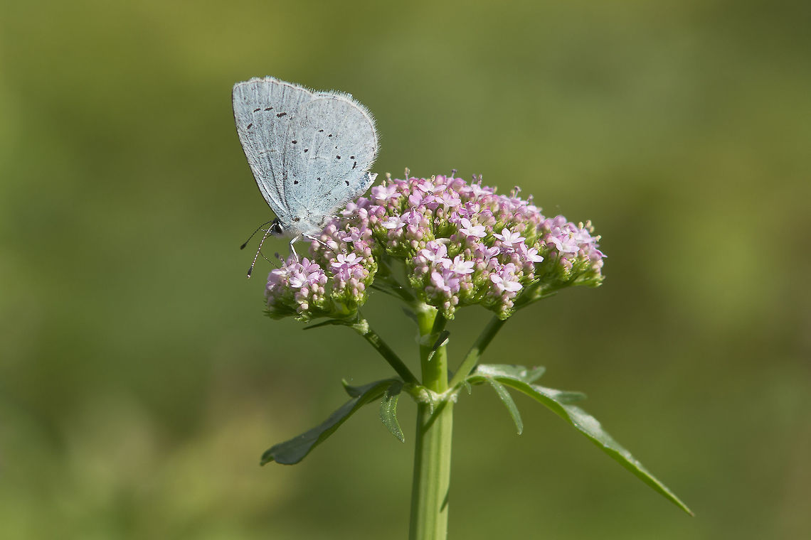 Celastrina argiolus Celastrina argiolus Celastrina argiolus,Holly Blue