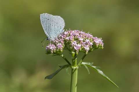 Celastrina argiolus Celastrina argiolus Celastrina argiolus,Holly Blue