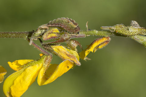 Leptotes pirithous Leptotes pirithous, larvae feeding on Cytisus striatus. Lang's Short-tailed Blue,Leptotes pirithous