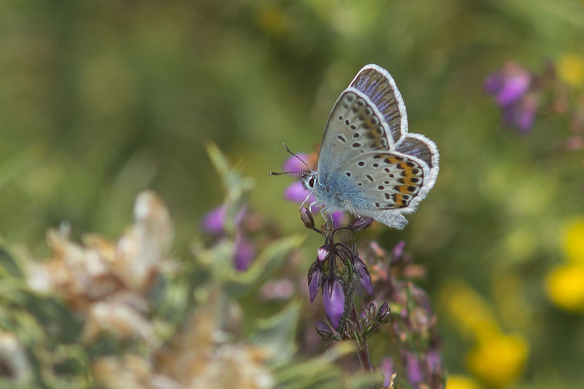Plebejus argus Plebejus argus, commonly confused with other Polyommatinae.<br />
Here a list of Blues to help on identification of this group of Lycaenidae butterflies:<br />
<a href="http://www.butterfliesoffrance.com/blues_ID.htm" rel="nofollow">http://www.butterfliesoffrance.com/blues_ID.htm</a> Plebejus argus,Silver-studded Blue